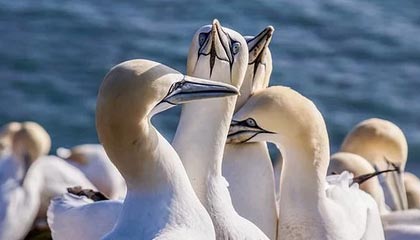 ky体育娱乐-贝林厄姆加盟皇马，表现抢眼，贝林厄姆技术